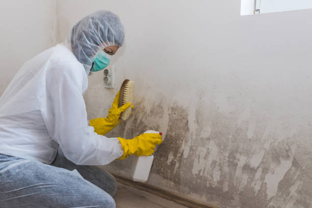 Why You Should Choose Our Mold Remediation Services in Elba, AL